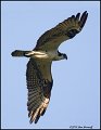 _0SB8388-1 osprey